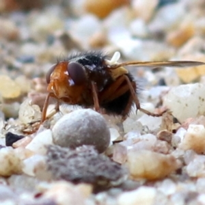 Tachinidae (family) at Campbell, ACT - 1 Nov 2019 07:59 AM