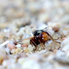 Tachinidae (family) at Campbell, ACT - 1 Nov 2019 07:59 AM