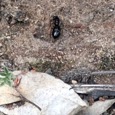 Unidentified Ant (Hymenoptera, Formicidae) at Red Hill, ACT - 2 Nov 2019 by Ratcliffe