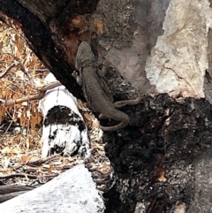 Pogona barbata (Eastern Bearded Dragon) at Red Hill, ACT - 2 Nov 2019 by Ratcliffe