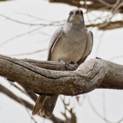 Coracina novaehollandiae (Black-faced Cuckooshrike) at Mount Ainslie - 1 Nov 2019 by Marthijn