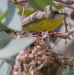 Gerygone olivacea at Majura, ACT - 2 Nov 2019 10:51 AM