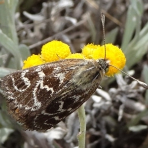 Synemon plana at Barton, ACT - 2 Nov 2019 09:43 AM