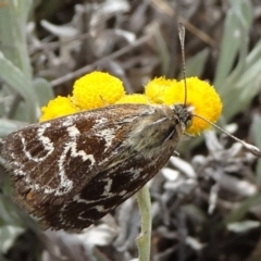 Synemon plana (Golden Sun Moth) at Barton, ACT - 1 Nov 2019 by JanetRussell