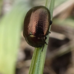 Chrysolina quadrigemina (Greater St Johns Wort beetle) at Barton, ACT - 1 Nov 2019 by JanetRussell