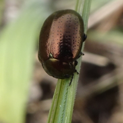 Chrysolina quadrigemina (Greater St Johns Wort beetle) at Barton, ACT - 2 Nov 2019 by JanetRussell