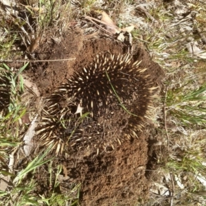 Tachyglossus aculeatus at Kosciuszko National Park, NSW - 31 Oct 2019