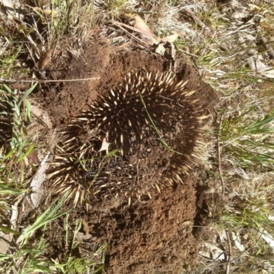 Tachyglossus aculeatus (Short-beaked Echidna) at Kosciuszko National Park, NSW - 31 Oct 2019 by KMcCue