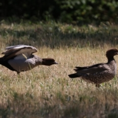 Chenonetta jubata (Australian Wood Duck) at Acton, ACT - 31 Oct 2019 by jbromilow50