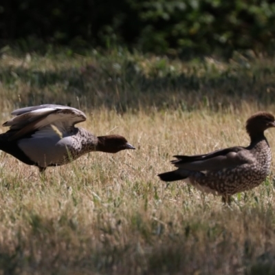 Chenonetta jubata (Australian Wood Duck) at Lake Burley Griffin West - 31 Oct 2019 by jbromilow50