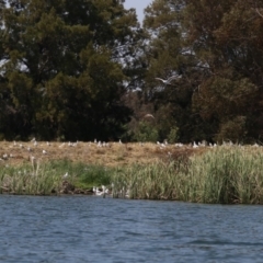 Chroicocephalus novaehollandiae (Silver Gull) at Lake Burley Griffin West - 1 Nov 2019 by jb2602