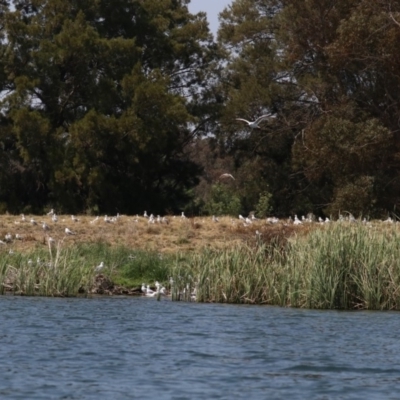 Chroicocephalus novaehollandiae (Silver Gull) at Acton, ACT - 1 Nov 2019 by jb2602