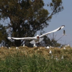 Chroicocephalus novaehollandiae at Acton, ACT - 1 Nov 2019 11:08 AM