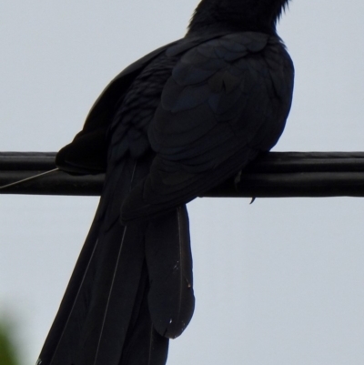 Eudynamys orientalis (Pacific Koel) at Aranda, ACT - 2 Nov 2019 by KMcCue