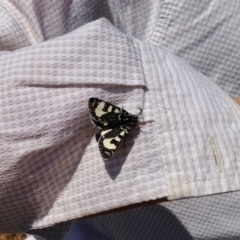 Agaristodes feisthamelii (A day flying noctuid moth) at Kosciuszko National Park - 31 Oct 2019 by KMcCue