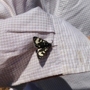 Agaristodes feisthamelii at Tantangara, NSW - 1 Nov 2019 10:50 AM