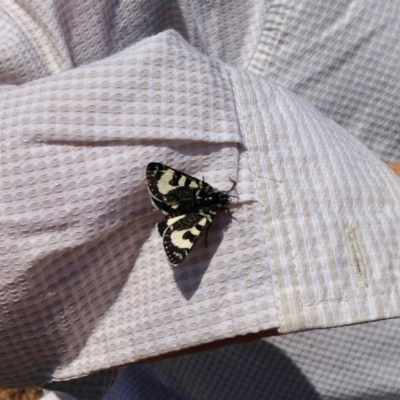 Agaristodes feisthamelii (A day flying noctuid moth) at Kosciuszko National Park - 31 Oct 2019 by KMcCue