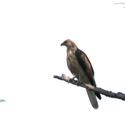 Haliastur sphenurus (Whistling Kite) at Lake Burley Griffin West - 31 Oct 2019 by jbromilow50