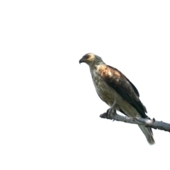 Haliastur sphenurus at Acton, ACT - 1 Nov 2019 10:39 AM