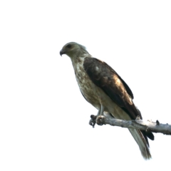 Haliastur sphenurus at Acton, ACT - 1 Nov 2019 10:39 AM