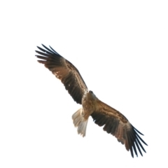 Haliastur sphenurus at Acton, ACT - 1 Nov 2019 10:39 AM