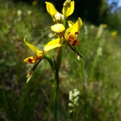 Diuris sulphurea (Tiger Orchid) at Wingecarribee Local Government Area - 29 Oct 2019 by AliciaKaylock
