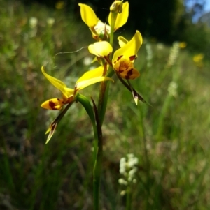 Diuris sulphurea at Bundanoon, NSW - 29 Oct 2019