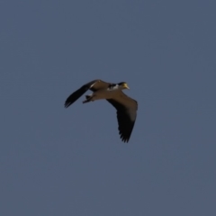 Vanellus miles (Masked Lapwing) at Acton, ACT - 1 Nov 2019 by jb2602