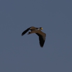 Vanellus miles (Masked Lapwing) at Lake Burley Griffin West - 31 Oct 2019 by jb2602