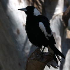 Gymnorhina tibicen (Australian Magpie) at Acton, ACT - 1 Nov 2019 by jb2602