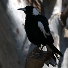 Gymnorhina tibicen (Australian Magpie) at Lake Burley Griffin West - 31 Oct 2019 by jbromilow50