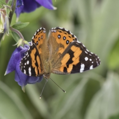 Vanessa kershawi (Australian Painted Lady) at Higgins, ACT - 2 Nov 2019 by AlisonMilton