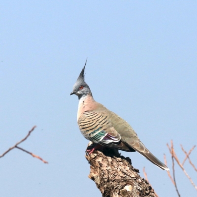 Ocyphaps lophotes (Crested Pigeon) at Lake Burley Griffin West - 31 Oct 2019 by jbromilow50