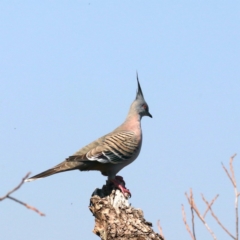 Ocyphaps lophotes at Acton, ACT - 1 Nov 2019