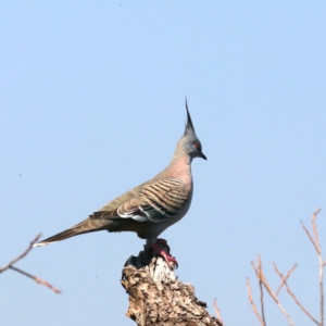 Ocyphaps lophotes at Acton, ACT - 1 Nov 2019 09:50 AM