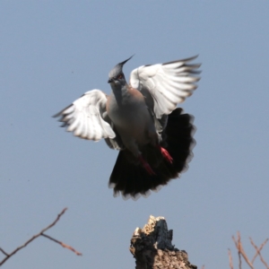 Ocyphaps lophotes at Acton, ACT - 1 Nov 2019 09:50 AM