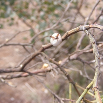 Cryptes baccatus (Wattle Tick Scale) at Mount Majura - 30 Oct 2019 by MichaelMulvaney