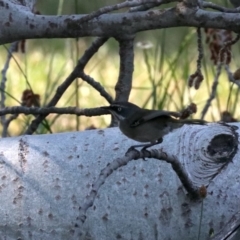 Sericornis frontalis (White-browed Scrubwren) at Lake Burley Griffin West - 31 Oct 2019 by jbromilow50