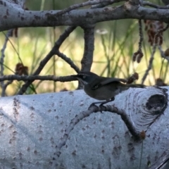 Sericornis frontalis (White-browed Scrubwren) at Acton, ACT - 1 Nov 2019 by jb2602