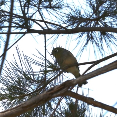 Zosterops lateralis (Silvereye) at Acton, ACT - 31 Oct 2019 by jbromilow50