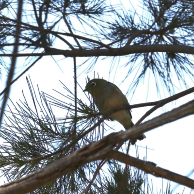 Zosterops lateralis (Silvereye) at Lake Burley Griffin West - 31 Oct 2019 by jbromilow50