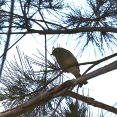 Zosterops lateralis (Silvereye) at Lake Burley Griffin West - 31 Oct 2019 by jbromilow50