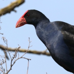 Porphyrio melanotus (Australasian Swamphen) at Lake Burley Griffin West - 31 Oct 2019 by jbromilow50