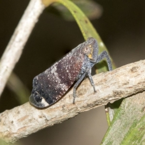 Platybrachys decemmacula at Higgins, ACT - 2 Nov 2019 11:06 AM