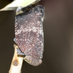 Platybrachys decemmacula at Higgins, ACT - 2 Nov 2019 11:06 AM