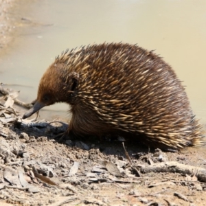 Tachyglossus aculeatus at Paddys River, ACT - 1 Nov 2019