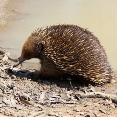 Tachyglossus aculeatus (Short-beaked Echidna) at Namadgi National Park - 31 Oct 2019 by RodDeb