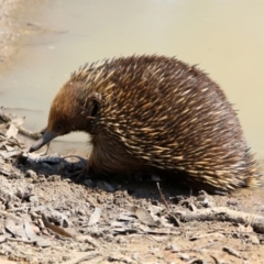 Tachyglossus aculeatus (Short-beaked Echidna) at Paddys River, ACT - 31 Oct 2019 by RodDeb