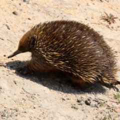 Tachyglossus aculeatus at Paddys River, ACT - 1 Nov 2019