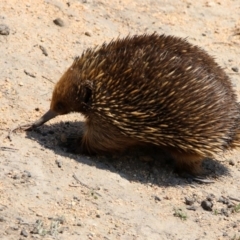 Tachyglossus aculeatus at Paddys River, ACT - 1 Nov 2019